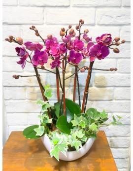 OR510 - 5菖迷你紫色蝴蝶蘭, 植物及陶瓷花盆